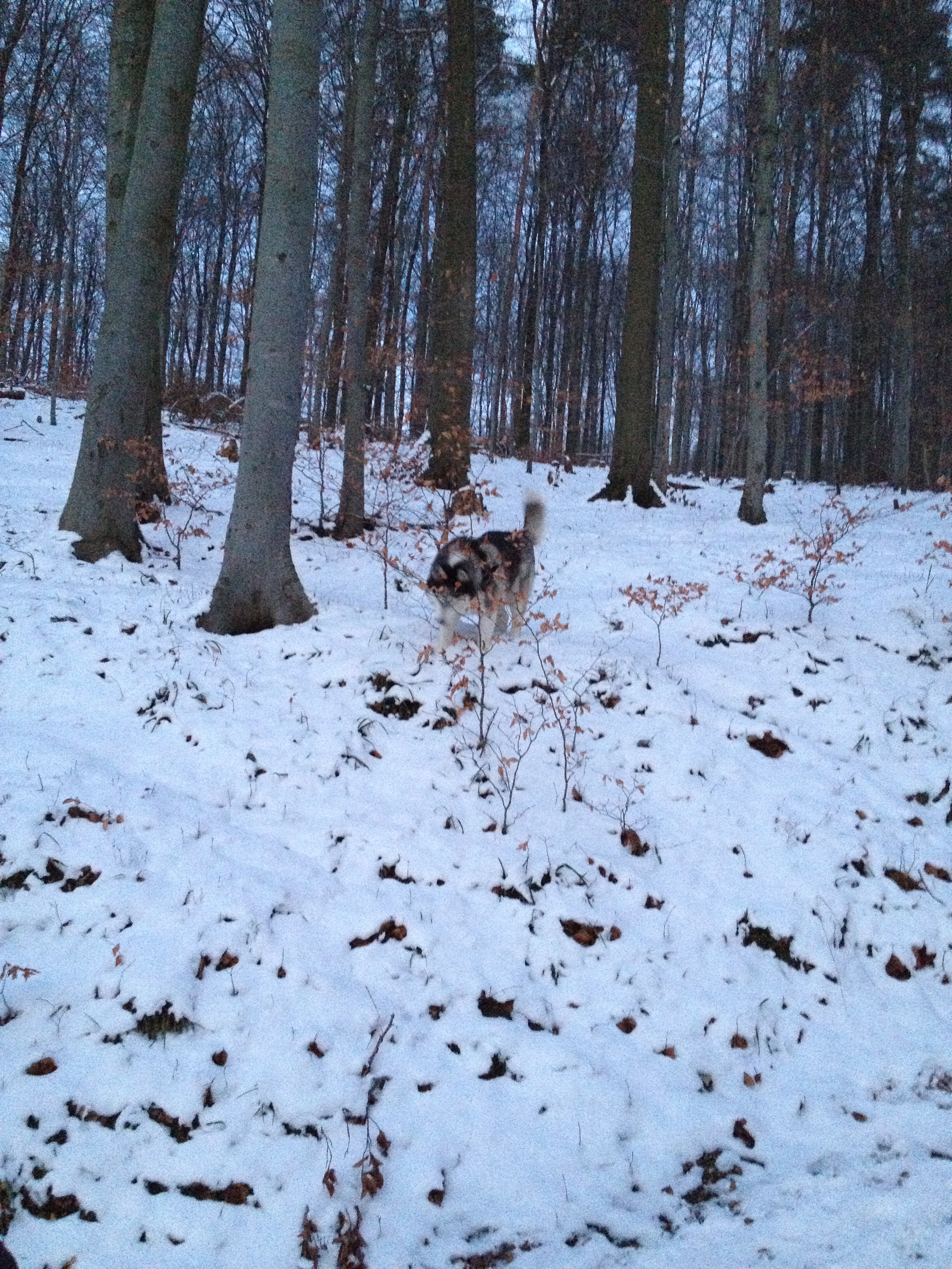 Husky Luke im Schnee