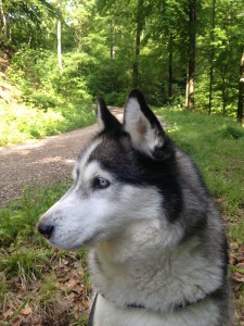 Ein wachsamer Husky Luke beim Waldspaziergang