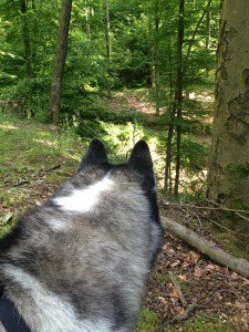 Husky Luke sondiert den Wald