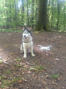 Husky Luke und mein neuer Quadcopter