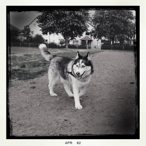 Husky Luke von seiner besten Seite, aufgenommen mit der Hipstamatic in schwarz/weiß