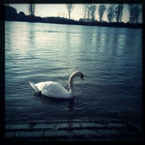 Schwan an der Natostraße in Lampertheim #Hipstamatic #Wonder #W40