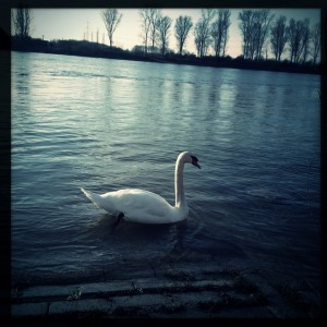 Schwan an der Natostraße in Lampertheim #Hipstamatic #Wonder #W40