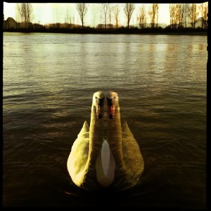 Schwan an der Natostraße in Lampertheim. #Hipstamatic #Salvador84 #Blanko_Noir