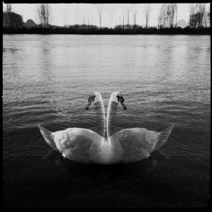 Schwan an der Natostraße in Lampertheim. #Hipstamatic #Salvador84 #US1776