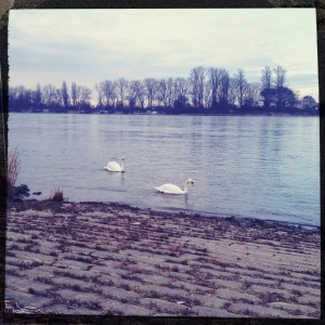 Schwäne an der Natostraße in Lampertheim #Hipstamatic #Helga_Viking #Big_Up