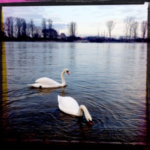 Schwäne an der Natostraße in Lampertheim #Hipstamatic #Watts #Big_Up