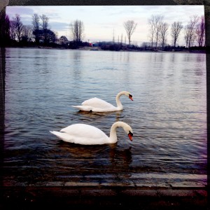 Schwäne an der Natostraße in Lampertheim #Hipstamatic #Watts #Big_Up