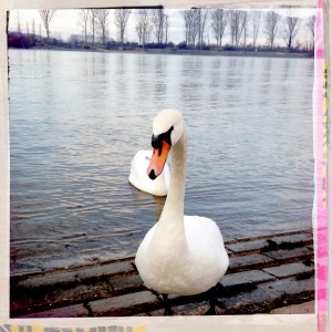 Schwäne an der Natostraße in Lampertheim #Hipstamatic #Watts #Big_Up