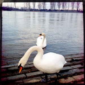 Schwäne an der Natostraße in Lampertheim #Hipstamatic #Watts #Big_Up