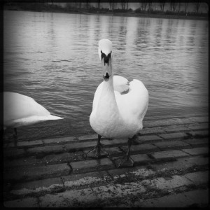 Schwan an der Natostraße in Lampertheim#Hipstamatic #Tejas #Rock_BW-11