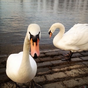 Schwäne an der Natostraße in Lampertheim #Hipstamatic #Jane # Blanko_Freedom_13