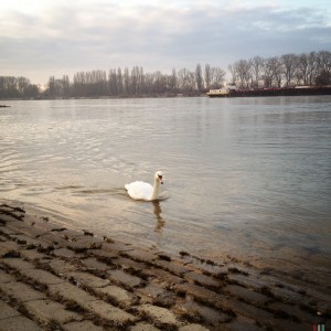 Schwan an der Natostraße in Lampertheim #Hipstamatic #Jane # Blanko_Freedom_13