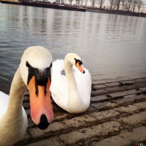 Schwäne an der Natostraße in Lampertheim #Hipstamatic #Jane # Blanko_Freedom_13