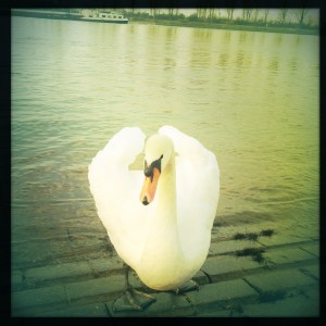 Schwan an der Natostraße in Lampertheim #Hipstamatic #Jimmy #W40