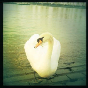 Schwan an der Natostraße in Lampertheim #Hipstamatic #Jimmy #W40
