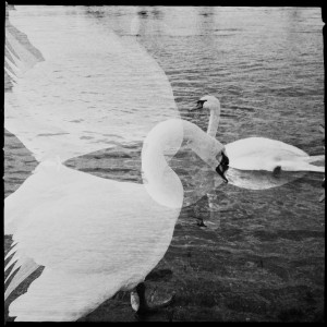 Schwäne an der Natostraße in Lampertheim #Hipstamatic #Salvador84 #US1776