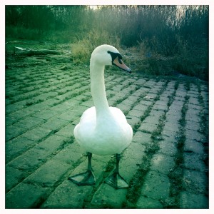 Schwan an der Natostraße in Lampertheim #Hipstamatic #JohnS #Blanko