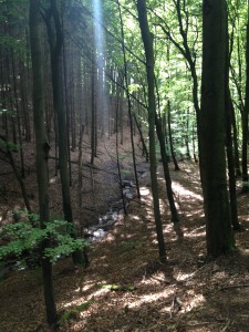 Wald in Birkenau