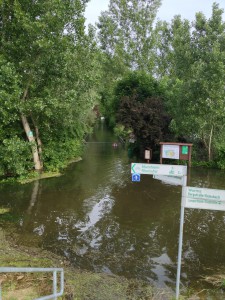 Blick auf den Biedensand in Lampertheim beim Hochwasser im Sommer 2013
