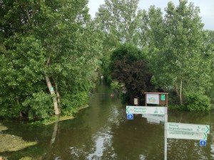Blick auf den Biedensand in Lampertheim beim Hochwasser im Sommer 2013