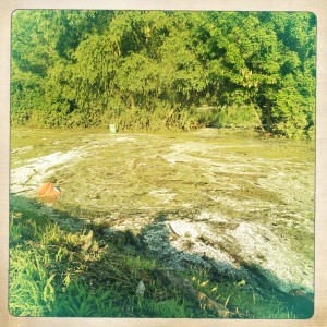 Hochwasser auf dem Biedensand in Lampertheim. Aufgenommen mit der Hipstamatic am 07.06.2013