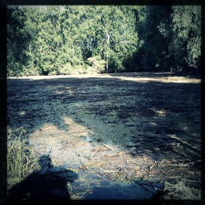 Hochwasser auf dem Biedensand in Lampertheim. Aufgenommen mit der Hipstamatic am 16.06.2013