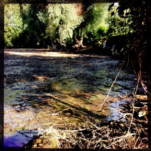 Hochwasser auf dem Biedensand in Lampertheim. Aufgenommen mit der Hipstamatic am 16.06.2013