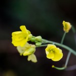 Gelbe Blume als Macroaufnahme