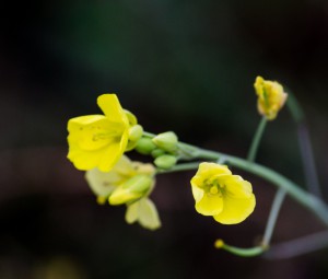 Gelbe Blume als Macroaufnahme