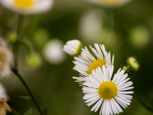 Macroaufnahme eines Gänsebluemchens