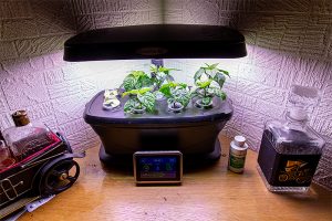 der Garten einen Monat danach