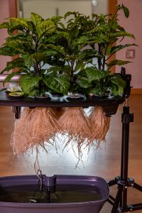 Chiliwurzeln im AeroGarden