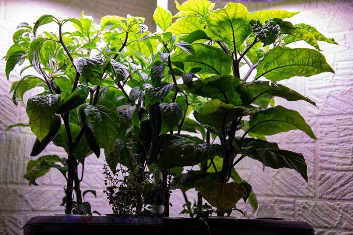 Indoor Garten nach 80 Tagen | Brechtholds Blog